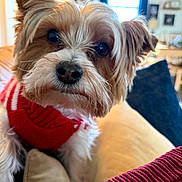 Harley is registered to the contest to win money with this photo: dog, small_dog, red_sweater, close_up, cute, pet, indoor, living_room, cushion, furniture, curious, fluffy, brown_and_white, cozy, portrait, animal, companion, domestic, soft_light, background_blur