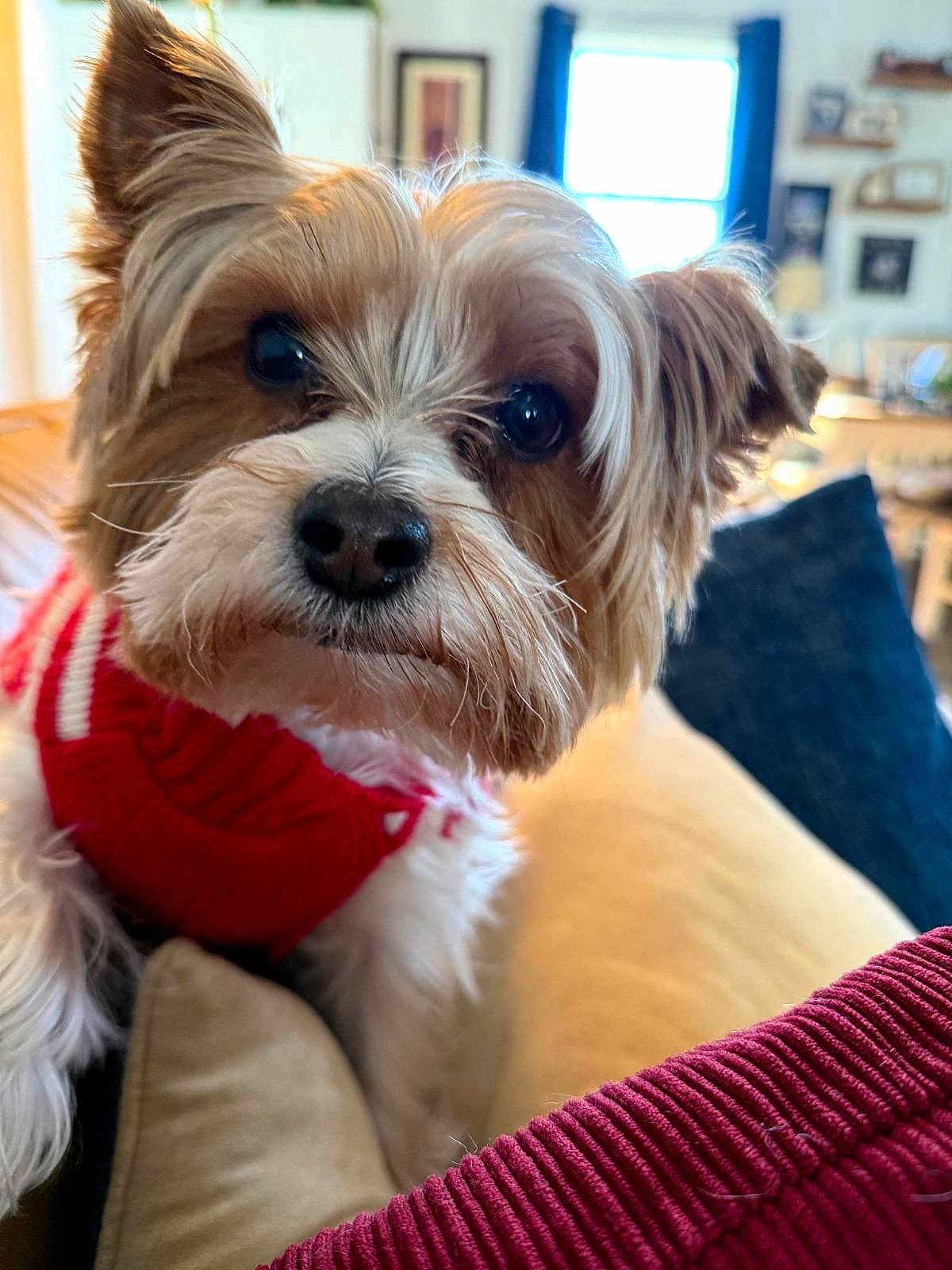 Harley