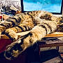 Luna a rejoint le concours — aidez-le/la à gagner de superbes lots ! cat, tabby, fur, paw, desk, computer, indoor, clutter, relaxed, stretching, wood, electronics, home, pet, animal, whiskers, eyes, lounge, table, cozy