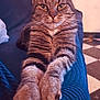 Luna a rejoint le concours — aidez-le/la à gagner de superbes lots ! cat, tabby, feline, pet, indoor, couch, blue_couch, paws, stretching, relaxed, fur, whiskers, ears, floor_tiles, checkered_floor, close_up, animal, mammal, home, resting