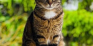 Luna a rejoint le concours — aidez-le/la à gagner de superbes lots ! cat, tabby, animal, pet, feline, sitting, outdoor, nature, greenery, fur, whiskers, eyes, portrait, closeup, ledges, calm, alert, mammal, domestic, cute