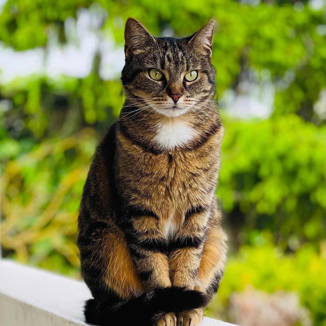 Luna a rejoint le concours — aidez-le/la à gagner de superbes lots ! alert, animal, calm, cat, closeup, cute, domestic, eyes, feline, fur, greenery, ledges, mammal, nature, outdoor, pet, portrait, sitting, tabby, whiskers