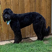 Ruby joined the competition — help win amazing prizes! animal, backyard, bandana, black_dog, canine, curly_coat, daylight, dog, fence, fluffy, garden, grass, lawn, long_hair, outdoors, pet, portrait, standing, tail, wooden_fence