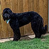 animal, backyard, bandana, black_dog, canine, curly_coat, daylight, dog, fence, fluffy, garden, grass, lawn, long_hair, outdoors, pet, portrait, standing, tail, wooden_fence