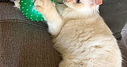 Yuki is registered to the contest to win money with this photo: cat, kitten, cream_fur, fluffy, green_ball, toy, spiky_ball, couch, indoor, pet, animal, lying_down, playful, relaxed, paw, whiskers, ears, eyes, portrait, cute