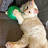 cat, kitten, cream_fur, fluffy, green_ball, toy, spiky_ball, couch, indoor, pet, animal, lying_down, playful, relaxed, paw, whiskers, ears, eyes, portrait, cute