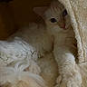 Yuki is registered to the contest to win money with this photo: cat, white_cat, fluffy, fur, kitten, pet, animal, portrait, close_up, indoors, blanket, cozy, sleeping_area, paws, whiskers, ears, eyes, nose, relaxed, cuddly