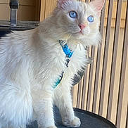 Yuki joined the competition — help win amazing prizes! cat, white_cat, fluffy, long_hair, blue_eyes, pet, animal, feline, sitting, portrait, harness, blue_harness, whiskers, pink_nose, indoors, wooden_background, table, cozy, cute, looking_at_camera