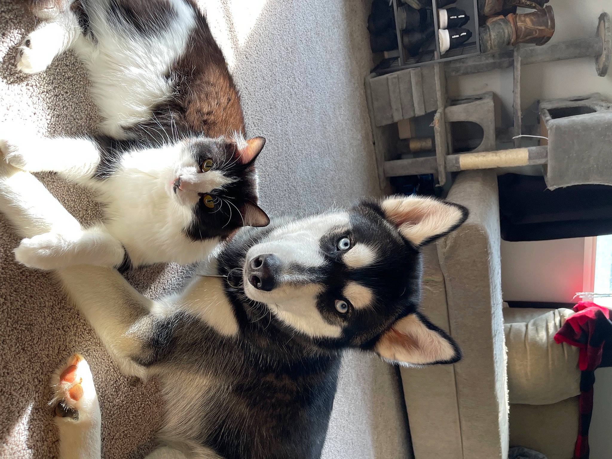 Axle is registered to the contest to win money with this photo: canidae, carnivore, cat, comfort, companion_dog, dog_breed, domestic_short_haired_cat, eye, fawn, felidae, fur, metal, paw, small_to_medium_sized_cats, snout, tail, terrestrial_animal, whiskers, white, wood