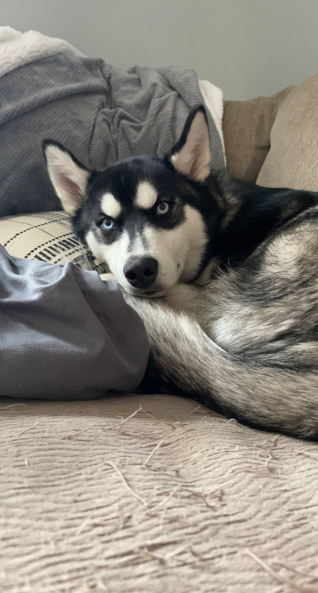 Axle is registered to the contest to win money with this photo: canidae, canis, carnivore, comfort, companion_dog, couch, dog, dog_breed, flooring, fur, grey, pillow, siberian_husky, sled_dog, snout, sporting_group, terrestrial_animal, whiskers, working_animal, working_dog