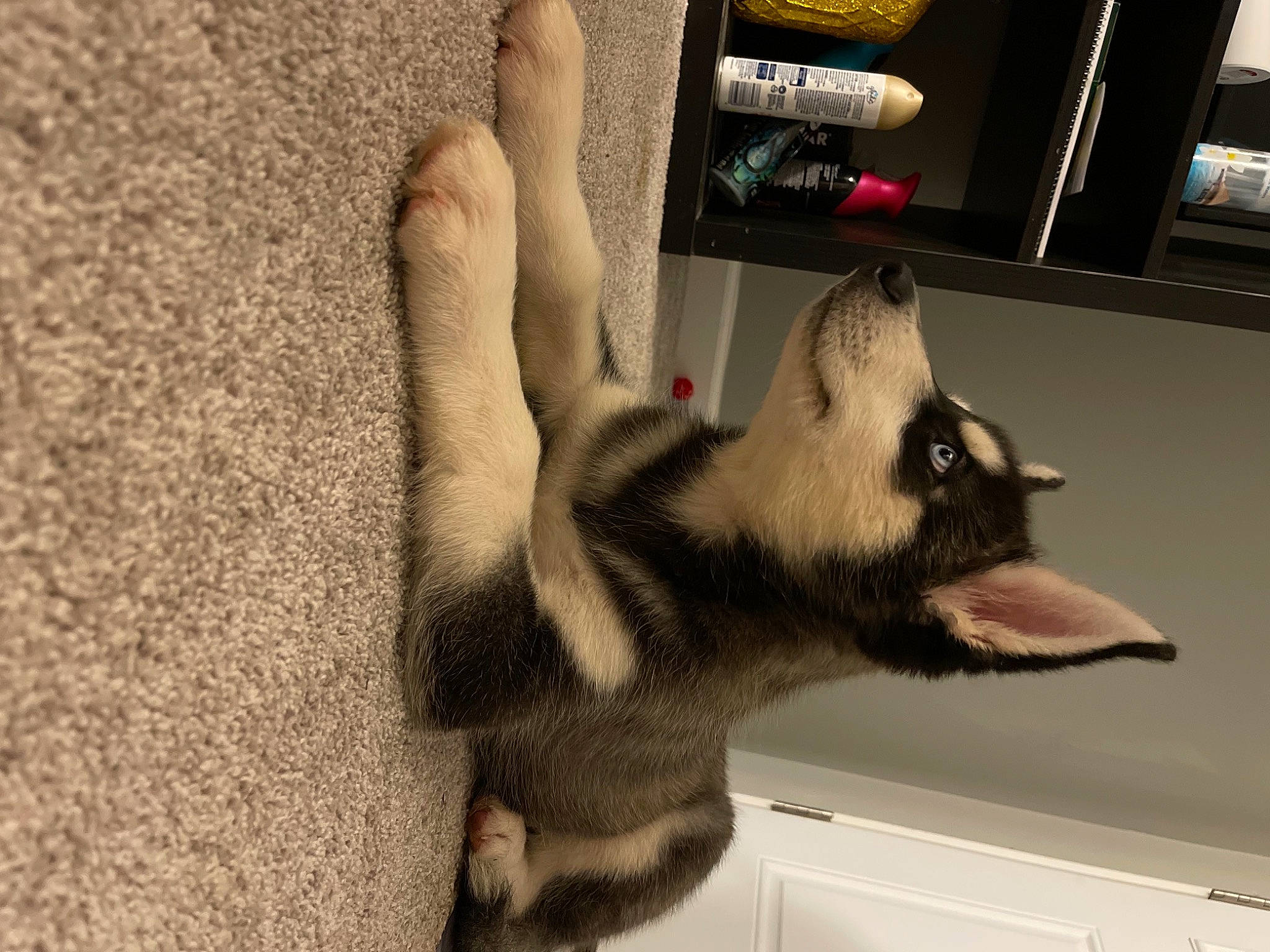 Axle is registered to the contest to win money with this photo: cabinetry, carnivore, chest, companion_dog, dog_breed, elbow, fawn, felidae, foot, human_leg, jaw, paw, room, small_to_medium_sized_cats, snout, tail, thigh, trunk, whiskers, wrist