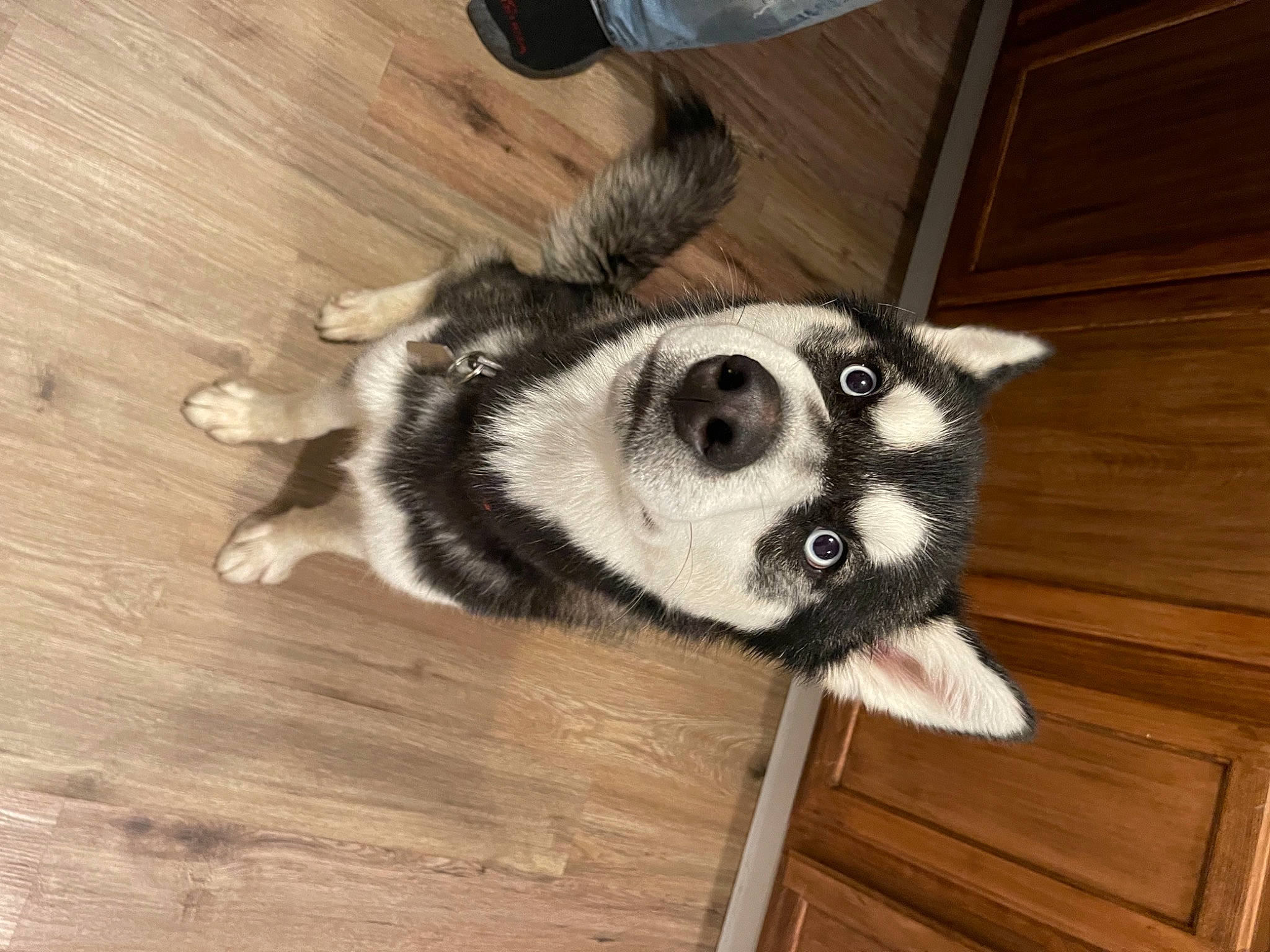 Axle is registered to the contest to win money with this photo: canidae, carnivore, companion_dog, dog, dog_breed, fawn, floor, flooring, foot, hardwood, paw, plank, snout, sporting_group, tail, terrestrial_animal, varnish, whiskers, wood, wood_stain