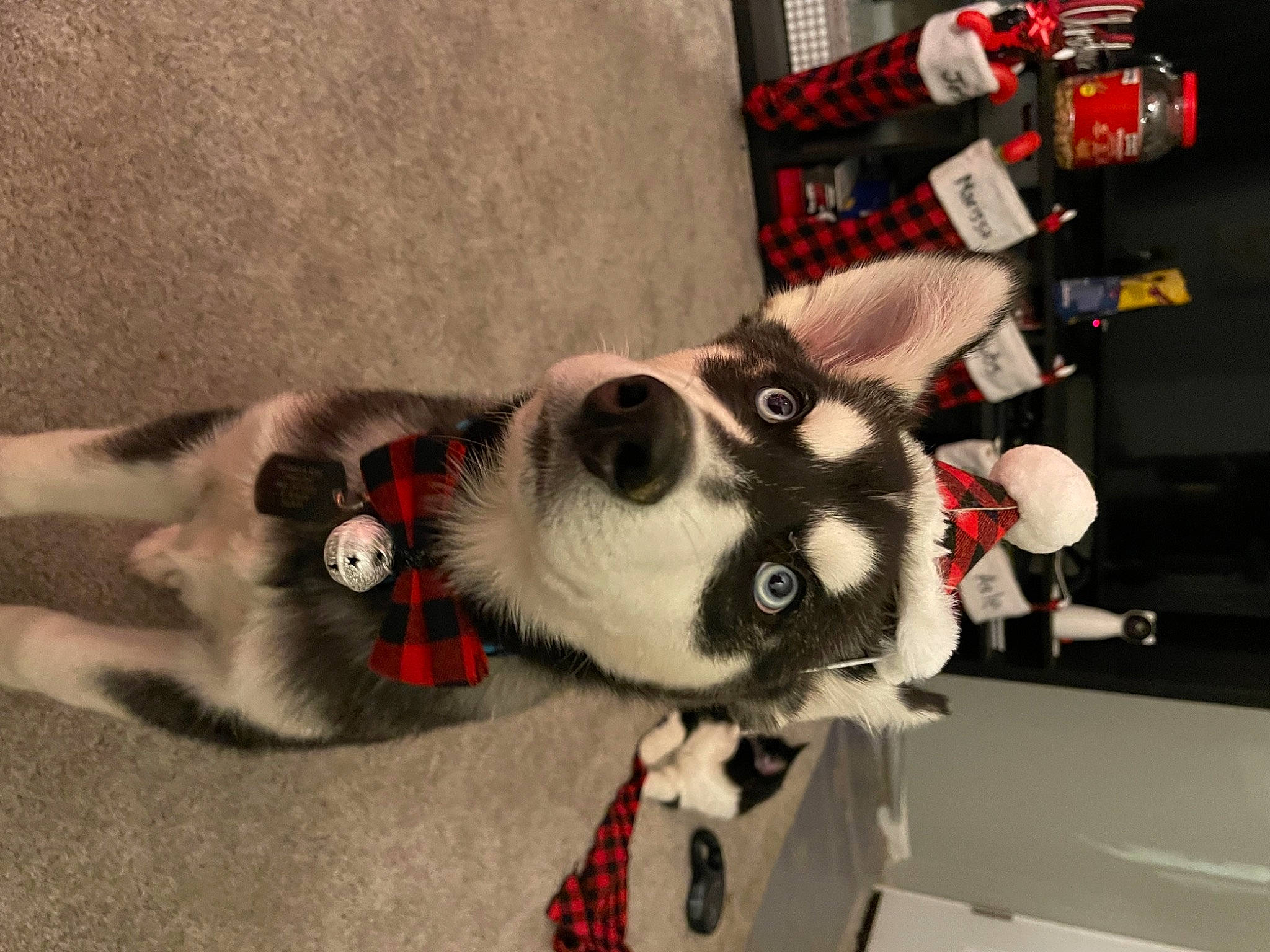 Axle joined the competition — help win amazing prizes! canidae, carmine, carnivore, collar, companion_dog, dog, dog_breed, dog_collar, eyewear, fashion_accessory, fawn, fur, leash, personal_protective_equipment, snout, sporting_group, stuffed_toy, tail, whiskers, working_animal