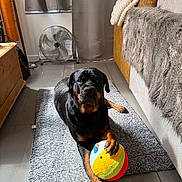 Winnie joined the competition — help win amazing prizes! rottweiler, dog, ball, rug, living_room, furniture, fan, curtains, cozy, pet, indoor, floor, paw, plush_toy, canine, animal, relaxed, fur, home, carpet