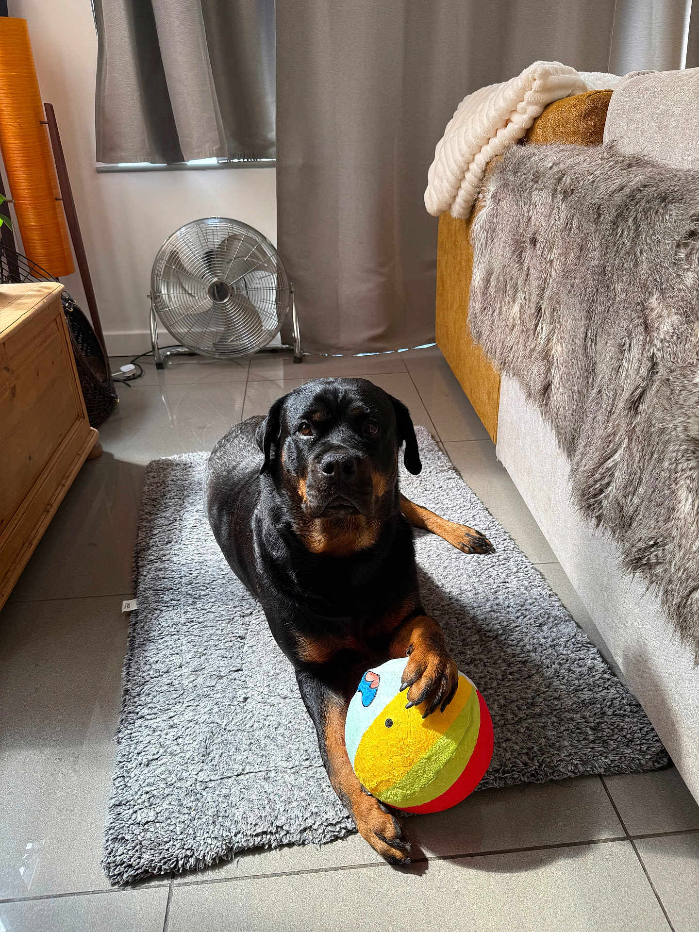 Winnie joined the competition — help win amazing prizes! rottweiler, dog, ball, rug, living_room, furniture, fan, curtains, cozy, pet, indoor, floor, paw, plush_toy, canine, animal, relaxed, fur, home, carpet