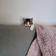 Boyka a rejoint le concours — aidez-le/la à gagner de superbes lots ! kitten, cat, pet, couch, gray_fabric, blanket, pink_blanket, paw, wall, texture, indoor, cute, small, animal, fur, relaxing, looking, cozy, resting, domestic
