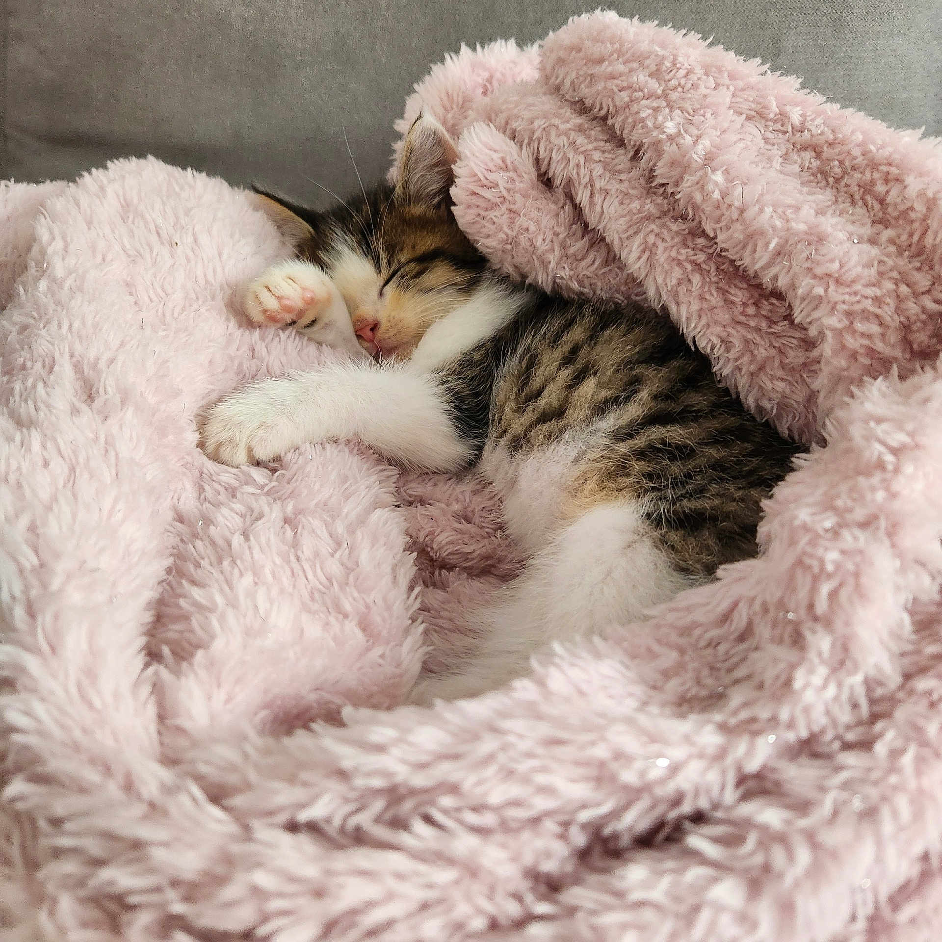 Boyka a rejoint le concours — aidez-le/la à gagner de superbes lots ! kitten, cat, sleeping, blanket, pink, cozy, fur, paw, cute, resting, indoor, soft, pet, animal, comfort, closeup, relaxation, young, tabby, fluffy