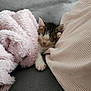 Boyka participe au concours pour gagner de l'argent avec cette photo : kitten, cat, sleeping, blanket, pink_blanket, beige_blanket, couch, cozy, pet, fur, resting, cute, small, indoor, comfortable, animal, paws, whiskers, relaxing, young