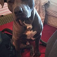 Blu joined the competition — help win amazing prizes! animal, bed, brown_dog, canine, carpet, companion, curious, dog, domestic, floor, furniture, home, household, indoor, pet, portrait, quiet, room, sitting, white_patch