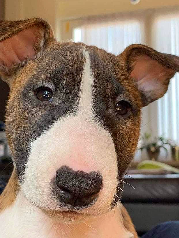 Pimkie participe au concours pour gagner de l'argent avec cette photo : bull_terrier, bull_terrier_miniature, canidae, carnivore, collar, comfort, companion_dog, dog, dog_breed, ear, eye, fawn, head, no_expression, old_english_terrier, scar, snout, sporting_group, whiskers, working_animal