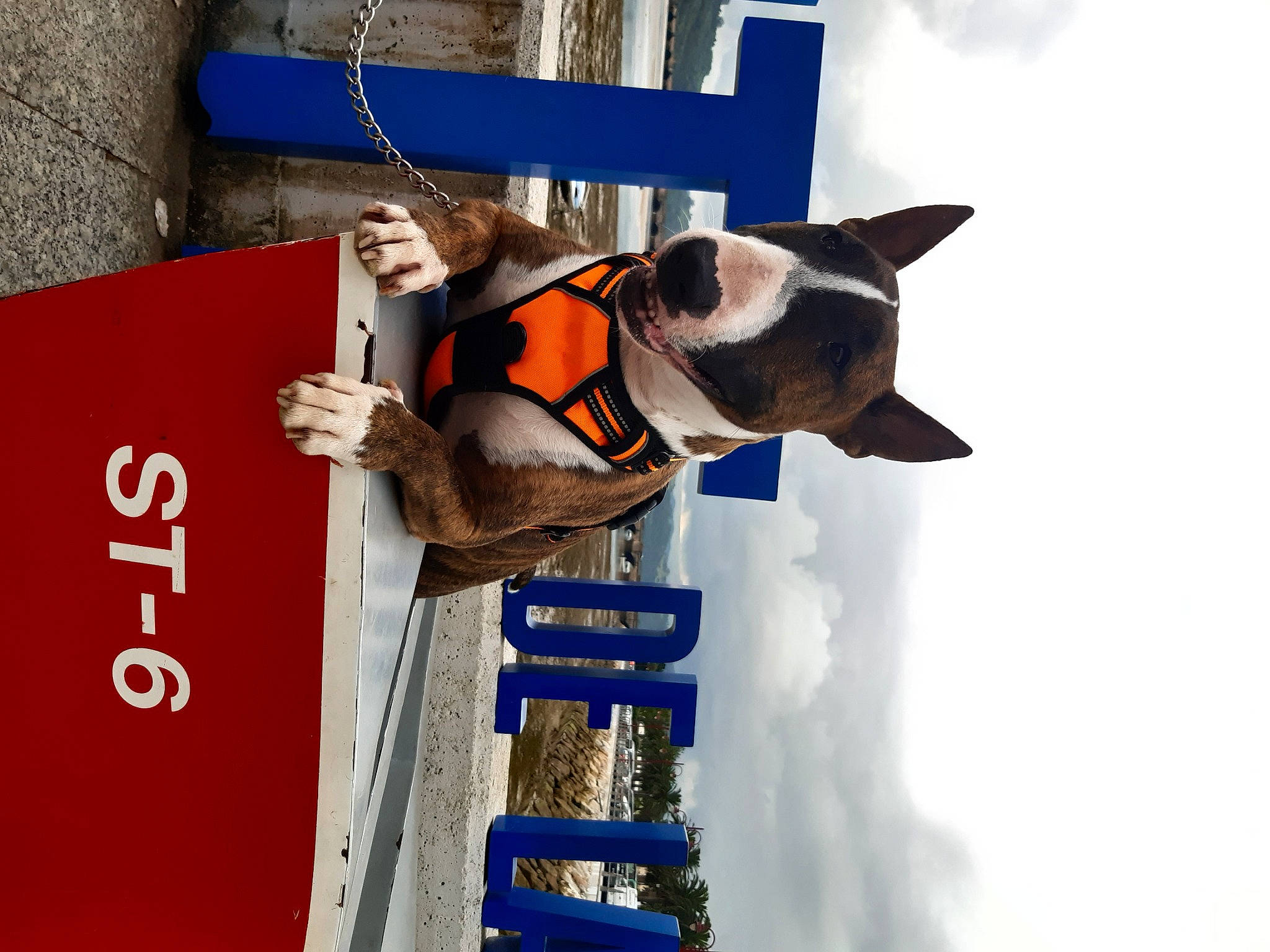 Pimkie participe au concours pour gagner de l'argent avec cette photo : art, blue, canidae, carmine, carnivore, cloud, collar, companion_dog, dog, dog_breed, dog_collar, dog_supply, electric_blue, lifejacket, pet_supply, recreation, sky, snout, sporting_group, working_animal