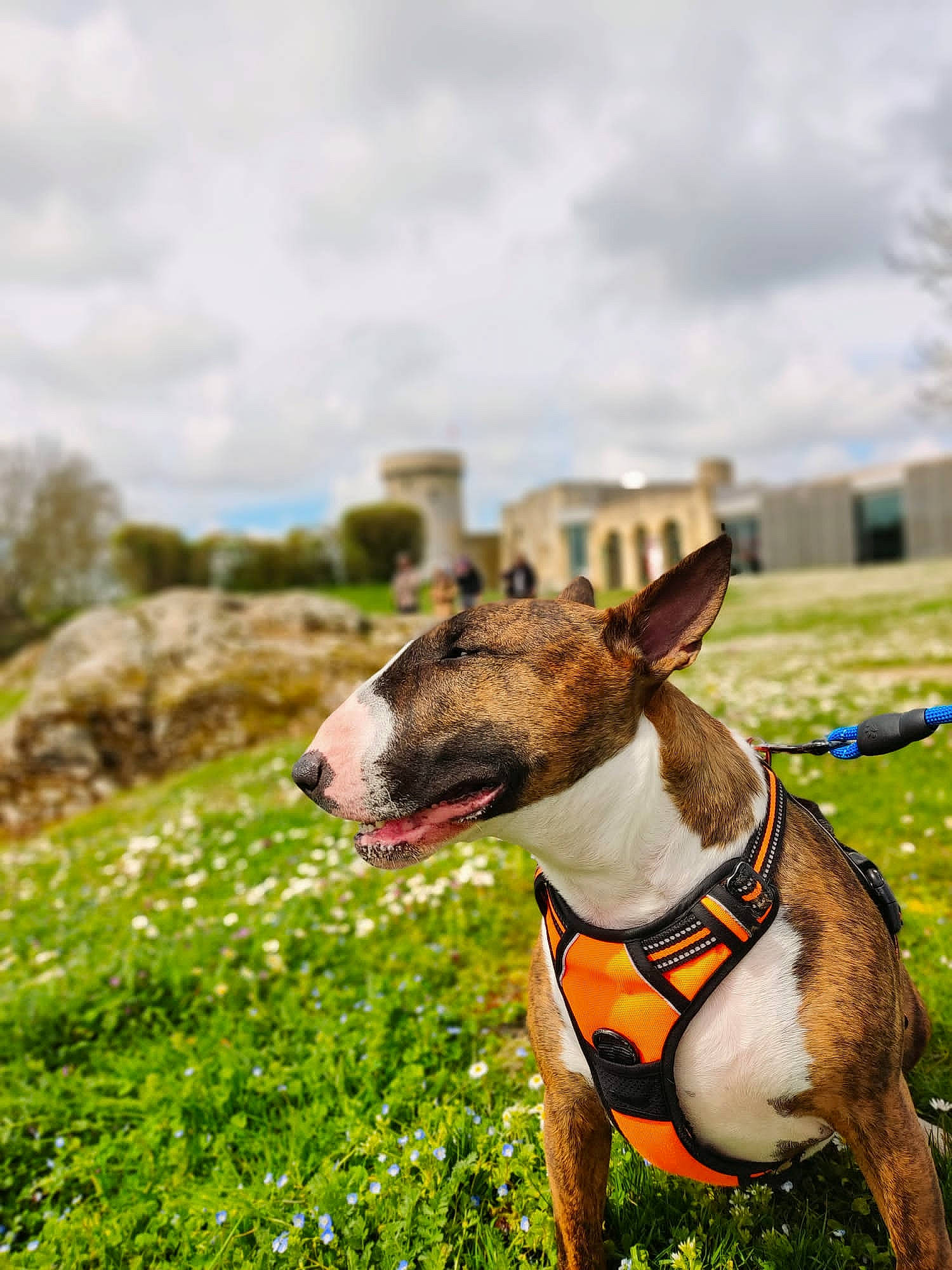 Pimkie participe au concours pour gagner de l'argent avec cette photo : carnivore, cloud, collar, companion_dog, dog, dog_breed, dog_collar, dog_supply, fawn, grass, grassland, happy, meadow, pet_supply, plant, sky, snout, terrestrial_animal, whiskers, working_animal