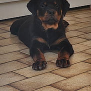 King participe au concours pour gagner de l'argent avec cette photo : rottweiler, puppy, dog, lying_down, floor, tile_floor, black_fur, tan_fur, pet, indoor, calm, looking_at_camera, young_dog, domestic_animal, canine, animal, household, cute, companion, quiet