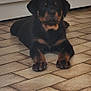rottweiler, puppy, dog, lying_down, floor, tile_floor, black_fur, tan_fur, pet, indoor, calm, looking_at_camera, young_dog, domestic_animal, canine, animal, household, cute, companion, quiet