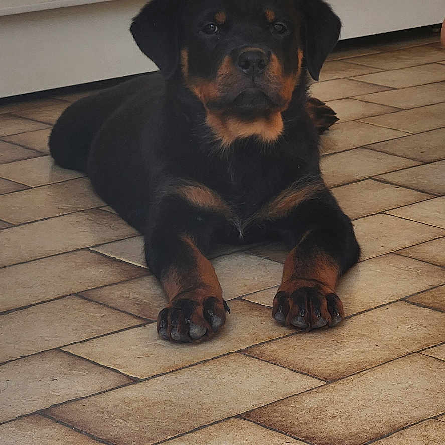 King participe au concours pour gagner de l'argent avec cette photo : animal, black_fur, calm, canine, companion, cute, dog, domestic_animal, floor, household, indoor, looking_at_camera, lying_down, pet, puppy, quiet, rottweiler, tan_fur, tile_floor, young_dog