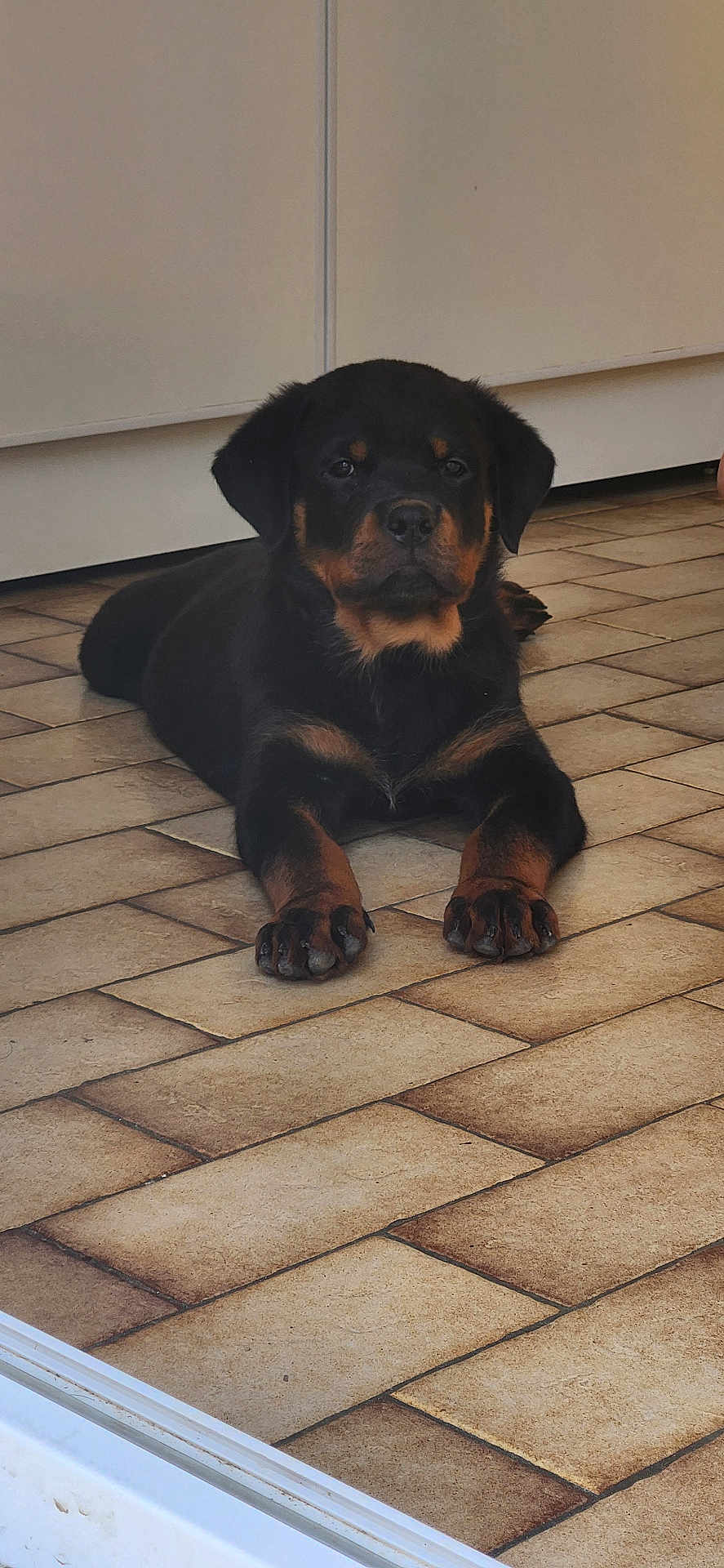 King participe au concours pour gagner de l'argent avec cette photo : rottweiler, puppy, dog, lying_down, floor, tile_floor, black_fur, tan_fur, pet, indoor, calm, looking_at_camera, young_dog, domestic_animal, canine, animal, household, cute, companion, quiet