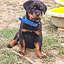 King a rejoint le concours — aidez-le/la à gagner de superbes lots ! rottweiler, puppy, dog, blue_collar, grass, sticks, yard, outdoor, pet, cute, sitting, brown_black_fur, animal, playful, young_dog, garden, greenery, domestic_animal, canine, nature
