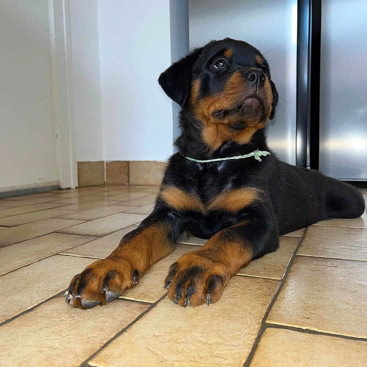 Ekko participe au concours pour gagner de l'argent avec cette photo : animal, black_and_tan, canine, collar, cute, dog, domestic_animal, flooring, fur, house, indoor, looking_away, lying_down, paw, pet, portrait, puppy, rottweiler, tile_floor, young