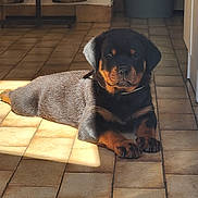 Ekko participe au concours pour gagner de l'argent avec cette photo : puppy, rottweiler, dog, indoor, floor, tile_floor, sunlight, shadow, pet, animal, resting, laying_down, kitchen, food_bowls, trash_bin, black_and_tan, young_dog, domestic, cute, relaxed