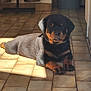 puppy, rottweiler, dog, indoor, floor, tile_floor, sunlight, shadow, pet, animal, resting, laying_down, kitchen, food_bowls, trash_bin, black_and_tan, young_dog, domestic, cute, relaxed