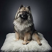 Vita a rejoint le concours — aidez-le/la à gagner de superbes lots ! animal, calm, closeup, cushion, cute, dark_background, dog, domestic_animal, face, fluffy, fur, furry, indoor, looking, paw, pet, portrait, sitting, studio, white