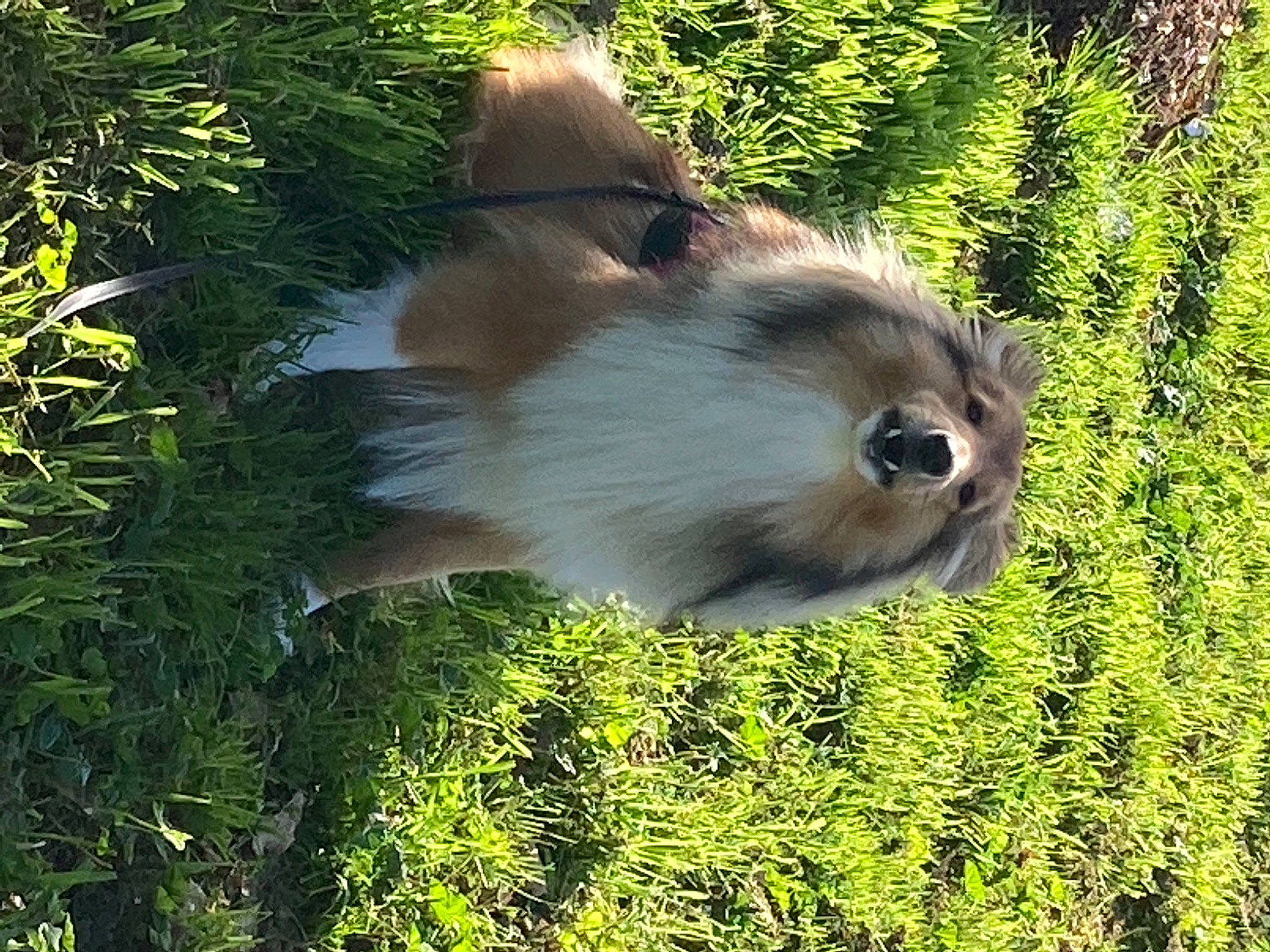 Ruby De Kertanhyys a rejoint le concours — aidez-le/la à gagner de superbes lots ! bird_of_prey, companion_dog, dog_breed, fawn, felidae, fur, gibbon, grass, macaque, owl, plant, primate, small_to_medium_sized_cats, snout, sporting_group, tail, terrestrial_animal, vegetation, whiskers, wood