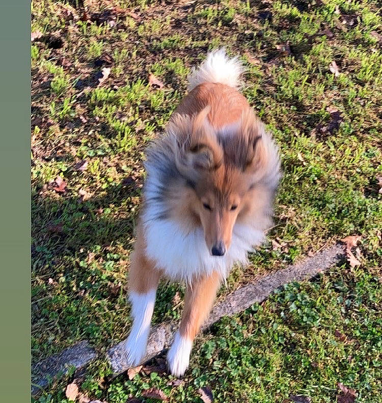 Ruby De Kertanhyys participe au concours pour gagner de l'argent avec cette photo : canidae, carnivore, collie, companion_dog, dog, dog_breed, fur, grass, plant, snout, sporting_group, terrestrial_animal, whiskers, wildlife, working_dog