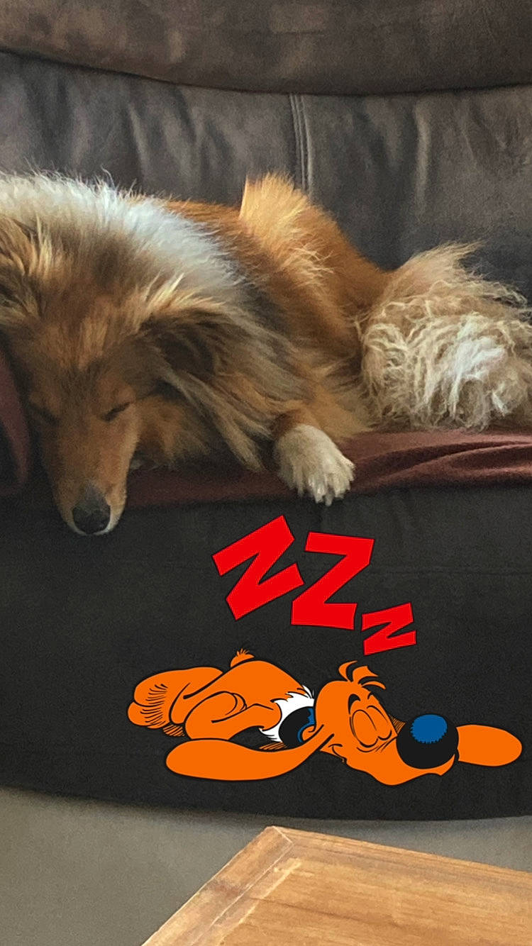 Ruby De Kertanhyys participe au concours pour gagner de l'argent avec cette photo : canidae, carnivore, claw, comfort, companion_dog, dog, dog_breed, fawn, felidae, flooring, font, fur, paw, rough_collie, snout, sporting_group, tail, terrestrial_animal, toy_dog, whiskers