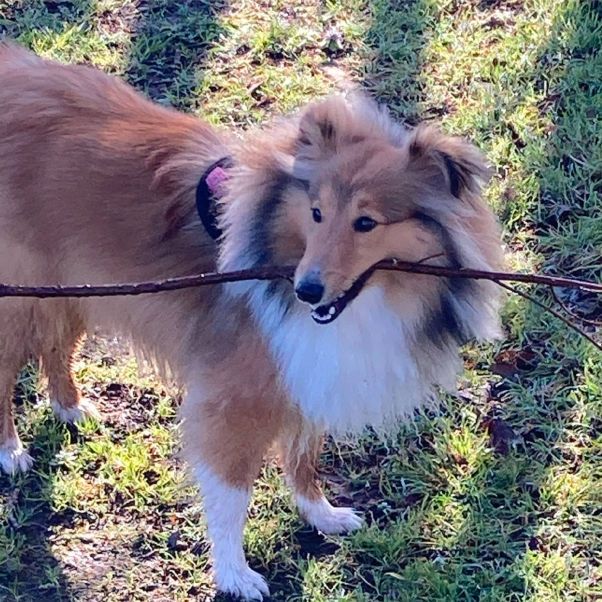 Ruby De Kertanhyys a rejoint le concours — aidez-le/la à gagner de superbes lots ! ancient_dog_breeds, canidae, carnivore, collie, companion_dog, dog, dog_breed, fawn, fur, grass, herding_dog, rough_collie, shetland_sheepdog, snout, sporting_group, tail, terrestrial_animal, whiskers, wildlife, working_dog