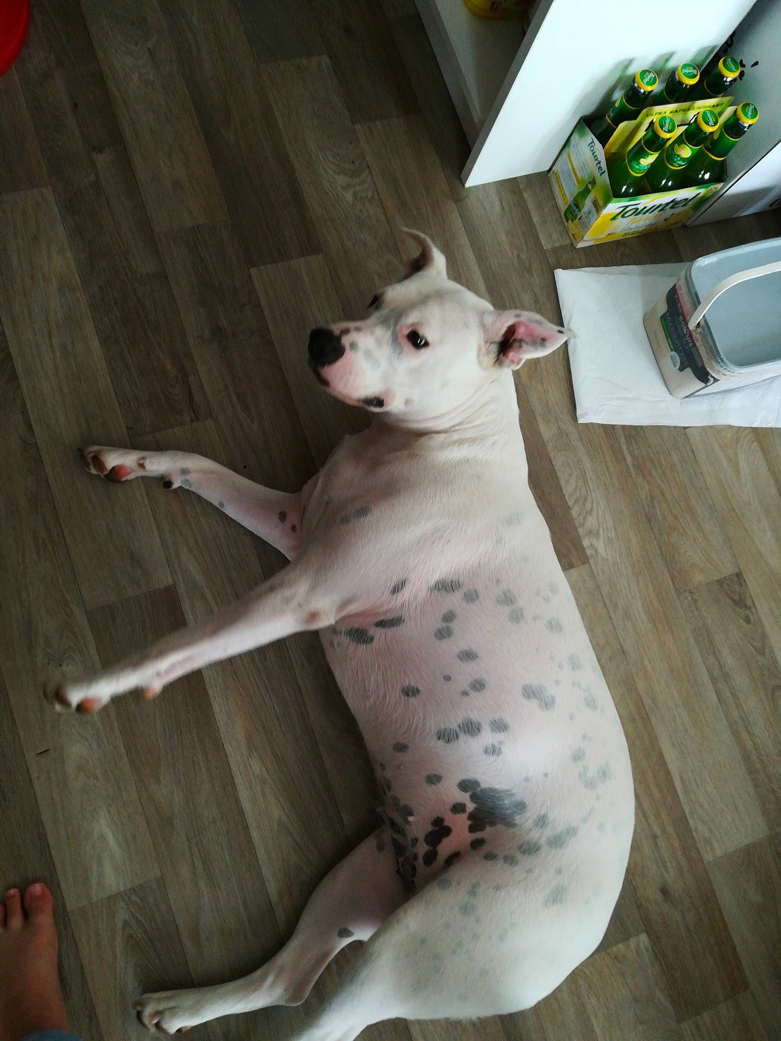 Natika participe au concours pour gagner de l'argent avec cette photo : bull_and_terrier, bull_terrier, bull_terrier_miniature, canidae, carnivore, dog, dog_breed, dogo_argentino, dogo_guatemalteco, fawn, gull_terr, mammal, non_sporting_group, snout