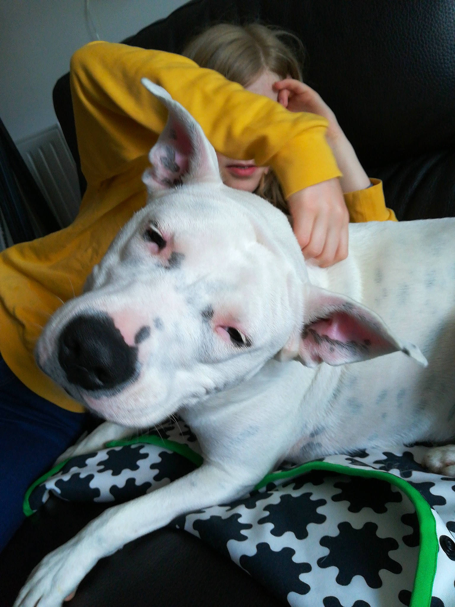 Natika participe au concours pour gagner de l'argent avec cette photo : american_bulldog, american_staffordshire_terrier, bull_and_terrier, bull_terrier_miniature, canidae, carnivore, dog, dog_breed, dogo_argentino, dogo_guatemalteco, ear, guard_dog, gull_terr, mammal, non_sporting_group, nose, pit_bull, snout, vertebrate