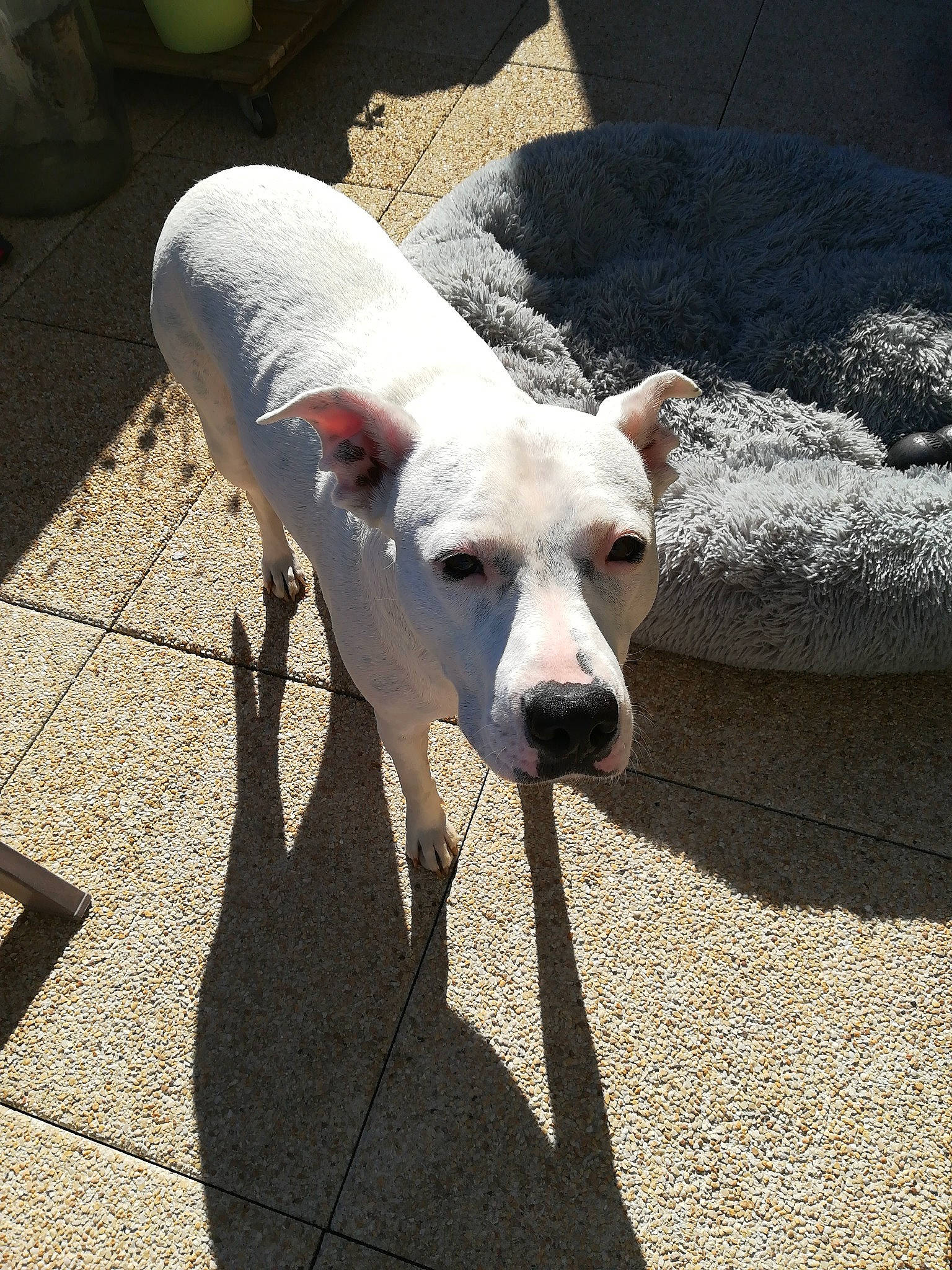 Natika a rejoint le concours — aidez-le/la à gagner de superbes lots ! canidae, carnivore, dog, dog_breed, dogo_argentino, dogo_guatemalteco, fawn, guard_dog, mammal, non_sporting_group, nose, pit_bull, snout, sporting_group, tail, vertebrate