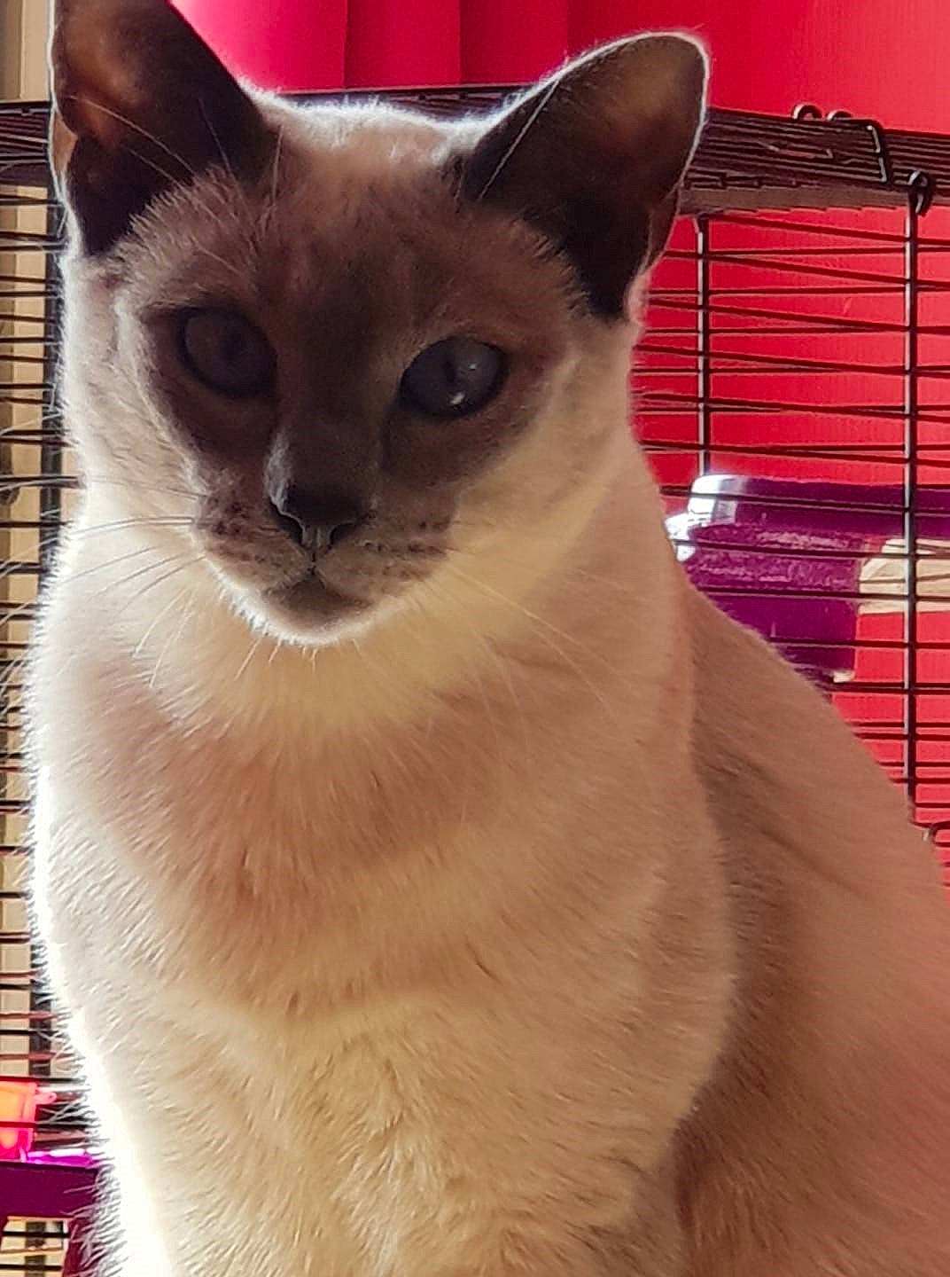 Arwen a rejoint le concours — aidez-le/la à gagner de superbes lots ! balinese, birman, carnivore, cat, domestic_short_haired_cat, fawn, felidae, fur, iris, siamese, small_to_medium_sized_cats, snout, terrestrial_animal, whiskers