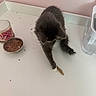 Amelia is registered to the contest to win money with this photo: cat, kitten, gray_cat, fluffy, fur, pet, animal, eating, cat_food, food_bowl, feather_toy, toy, table, indoor, home, pink_wall, white_surface, standing, top_view, playful
