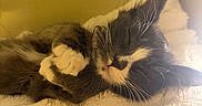 Amelia is registered to the contest to win money with this photo: cat, black_and_white, sleeping, resting, curled_up, paws, whiskers, fur, tuxedo_cat, pet, animal, cozy, blanket, soft, indoors, close_up, portrait, warm_lighting, relaxed, nap
