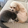 Amelia is registered to the contest to win money with this photo: dogs, canine, puppy, fluffy, cream_dog, dark_dog, curled_up, cuddling, sleeping, sofa, couch, indoor, living_room, pet, fur, tail, relaxed, cozy, home, companionship