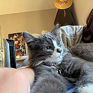 Amelia is registered to the contest to win money with this photo: cat, gray_cat, white_markings, fluffy, furry, whiskers, green_eyes, collar, indoor, home, person, portrait, close_up, pet, lounging, cuddling, furniture, shelf, artwork, hat