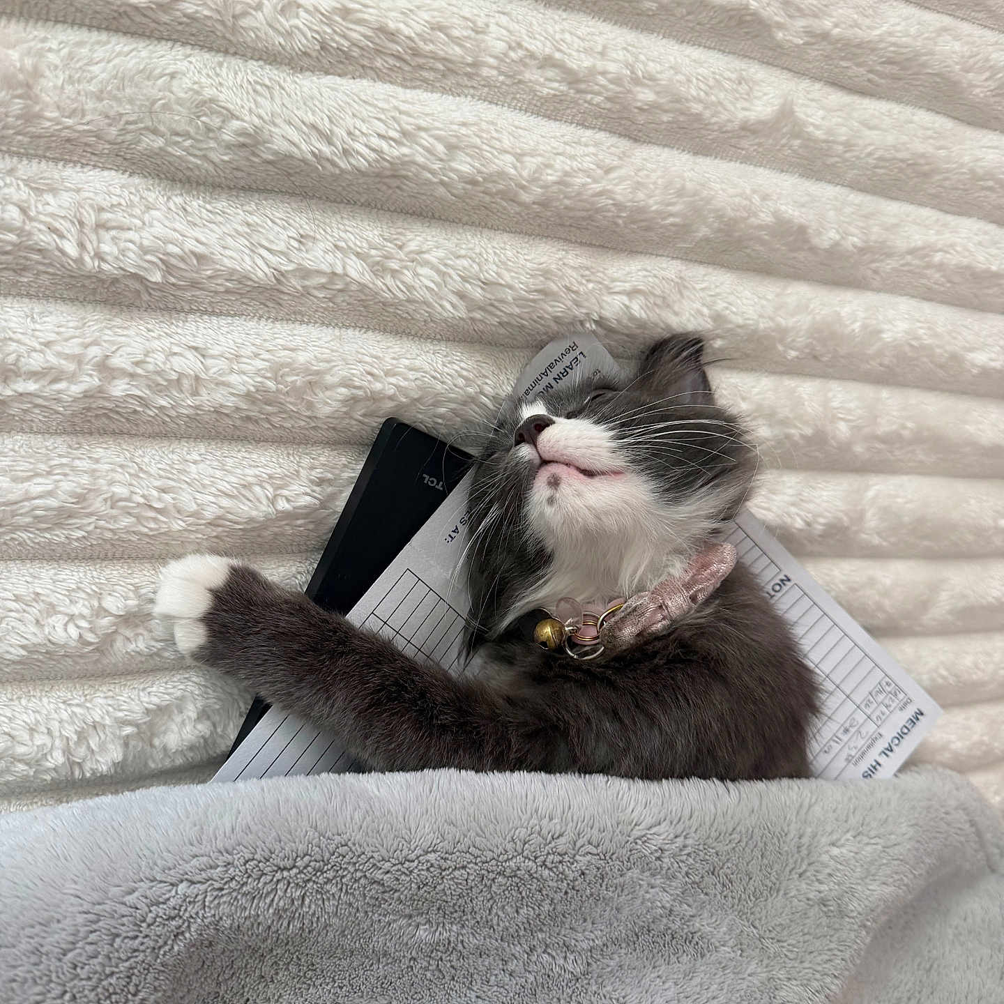 Amelia is registered to the contest to win money with this photo: cat, tuxedo_cat, kitten, furry, sleeping, relaxed, blanket, cozy, bed, paw, whiskers, pink_nose, collar, bell, indoor, portrait, close_up, black_and_white, cuddly, paperwork