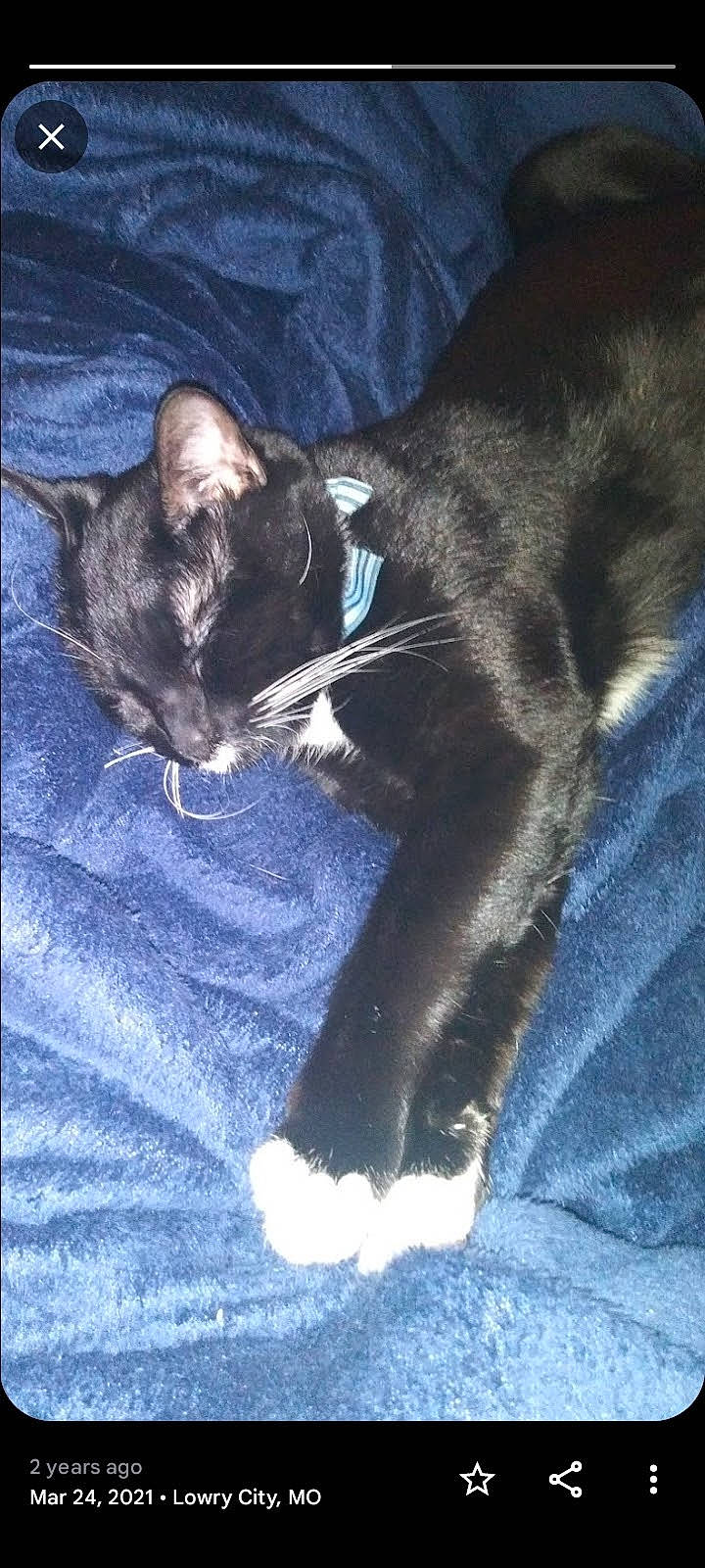 Anakin is registered to the contest to win money with this photo: black_cat, carnivore, cat, claw, cloud, comfort, domestic_short_haired_cat, electric_blue, felidae, fur, grey, human_leg, paw, sitting, sky, small_to_medium_sized_cats, snout, tail, terrestrial_animal, whiskers