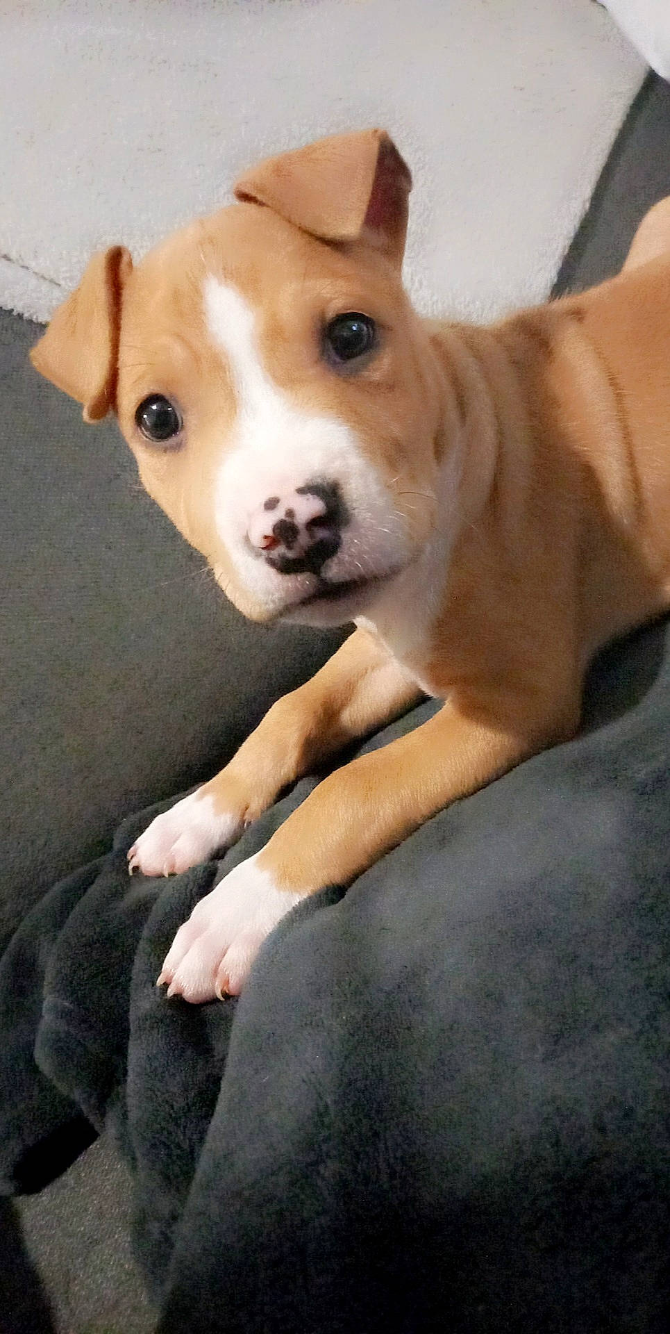 Shadow participe au concours pour gagner de l'argent avec cette photo : ancient_dog_breeds, canidae, carnivore, collar, comfort, companion_dog, dog, dog_breed, dog_collar, fawn, fur, irishjacks, non_sporting_group, snout, sporting_group, tail, terrestrial_animal, whiskers, wood, working_animal